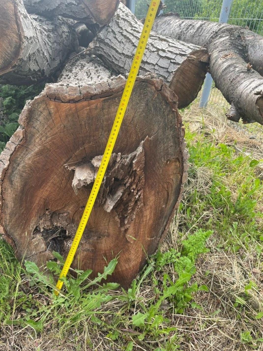 Lemn bustean trunchi de Nuc si Cires diametru 100cm 75 cm Cherestea