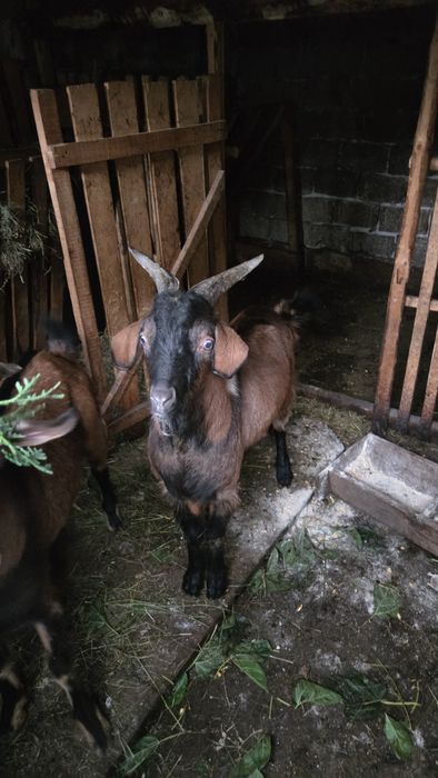 Vând tapi alpino-francezi