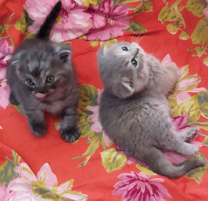 Шотландские котята