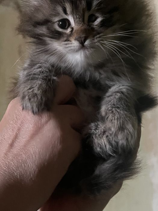 отдам в хорошие руки