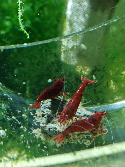 Creveti neocaridina red/yellow/blue