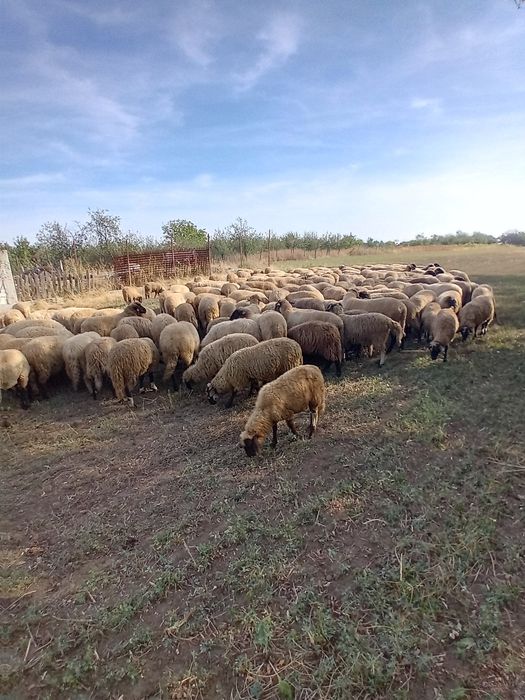De vanzare oi și miei