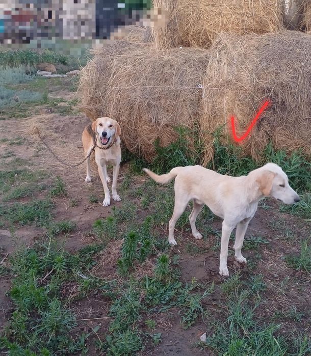 Гончак Рабочий кабель