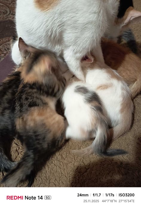 Подарявам малки котета