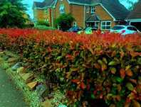 Photinia Fraseri Red Robin 15-20 cm