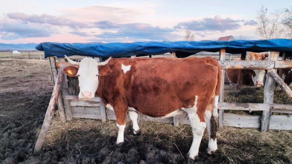 De vânzare 22 vaci bălțate roșii și un taur – în Borzont!