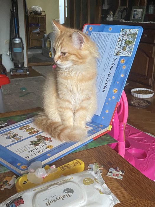 Ragdoll flame motanel 2,2 luni