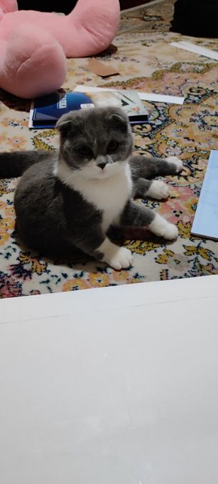 Котенок/ Mushukcha