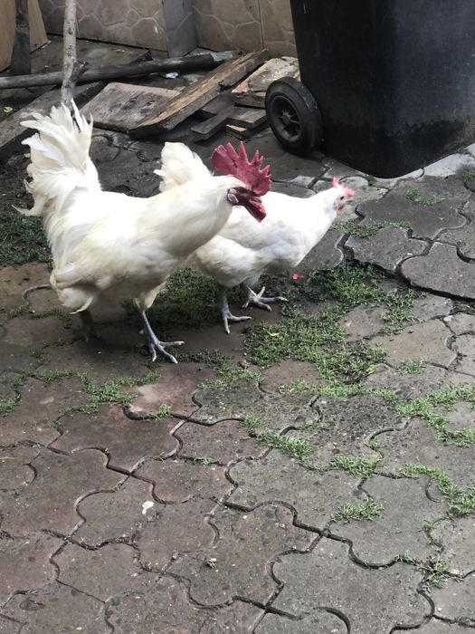 Vand cocosi din rasele: brakel,wiandotte, la bresse