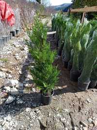 leylandii oferta de sezon