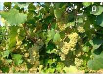 Struguri de vin producție 2025