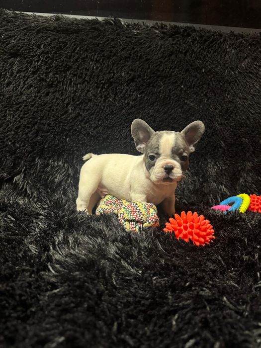 Bulldog Francez Blue Pied