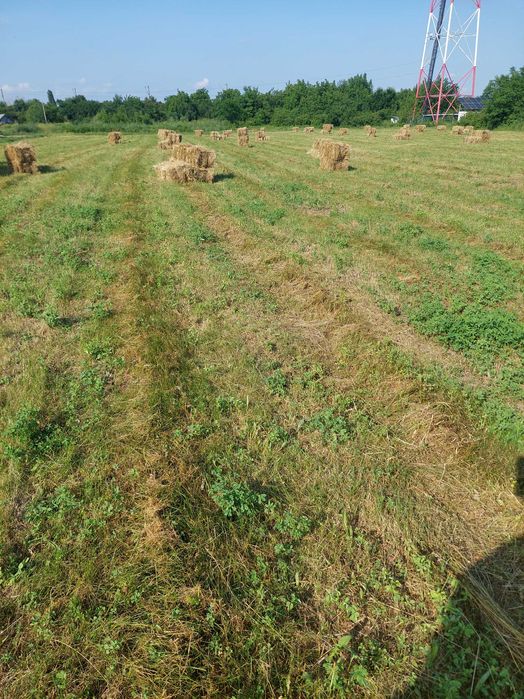 Vând baloti de fân