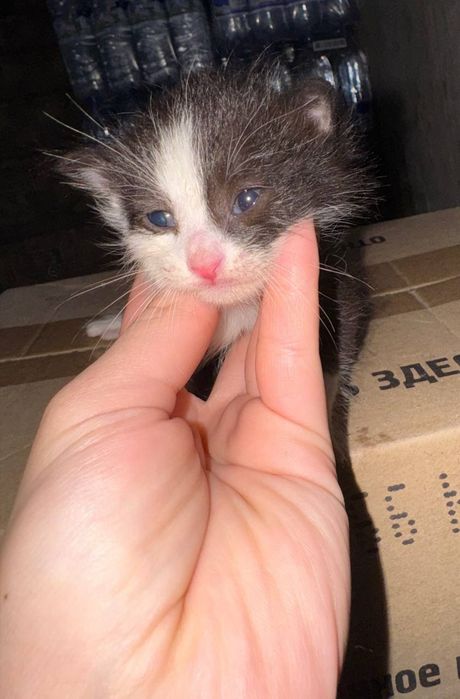 Отдам котят, в хорошие руки, бесплатно