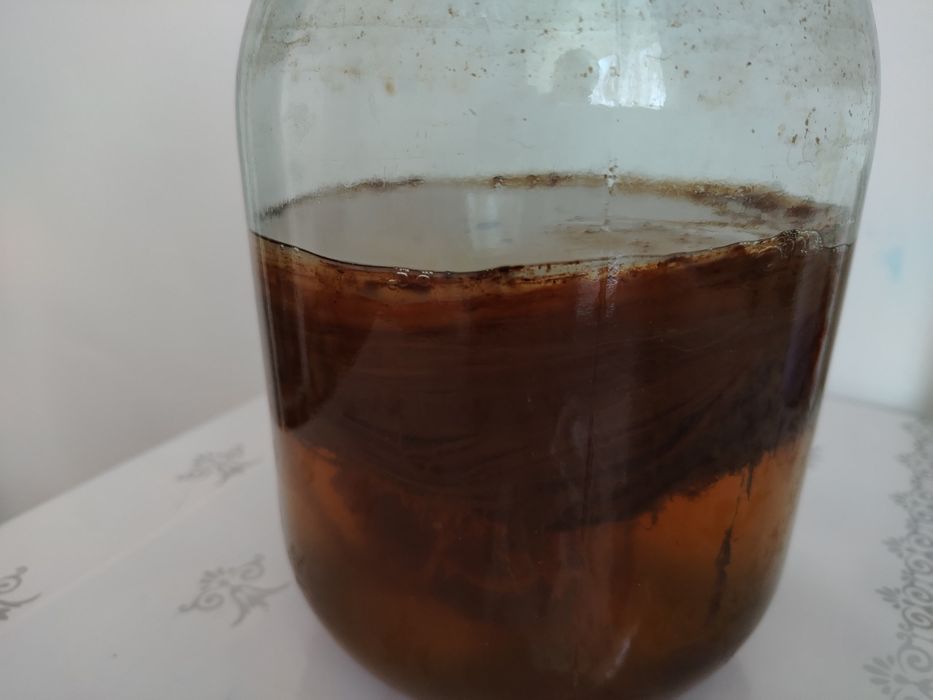 Чайный гриб полезный