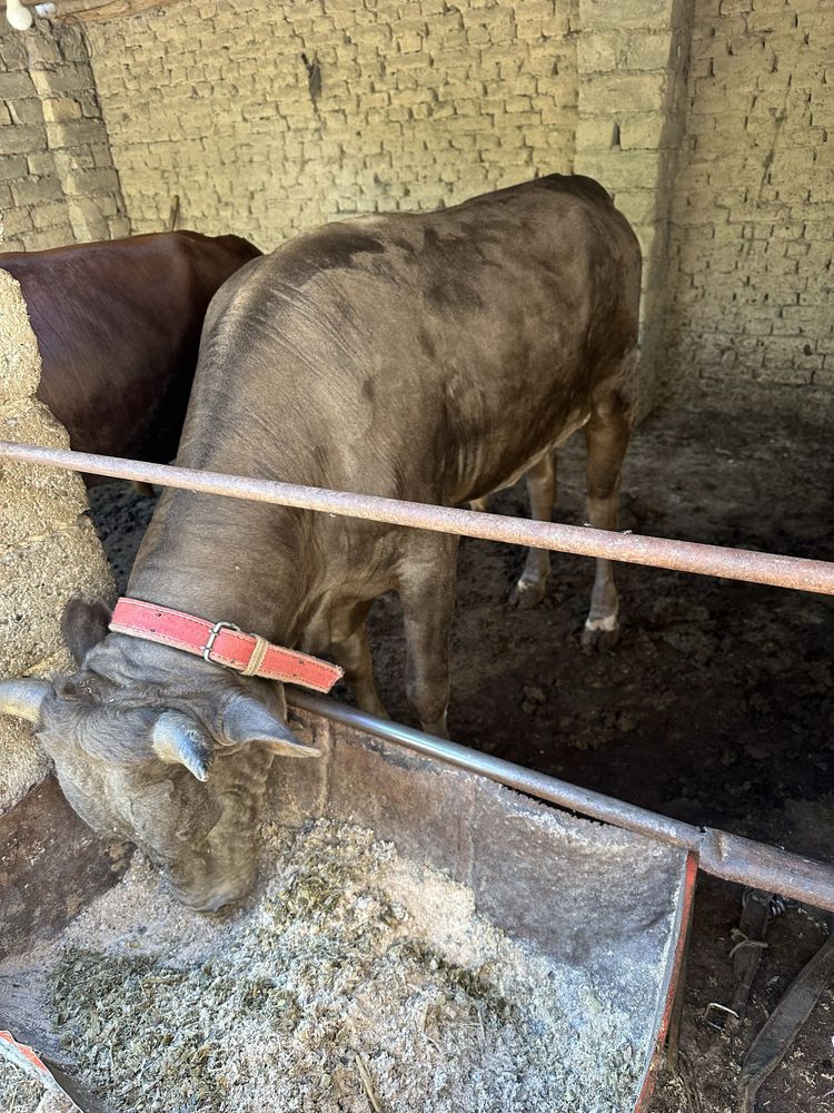Sallom shavet buqa sotiladi orqa oldi bir xil bo’yinli buqa