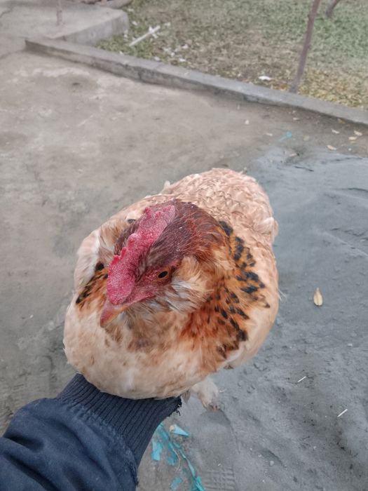 Yosh tovuq chilada inshaalloh tuxumga kiradi makiyon sogʻlom