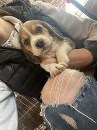 Pui beagle tricolor rasa pura