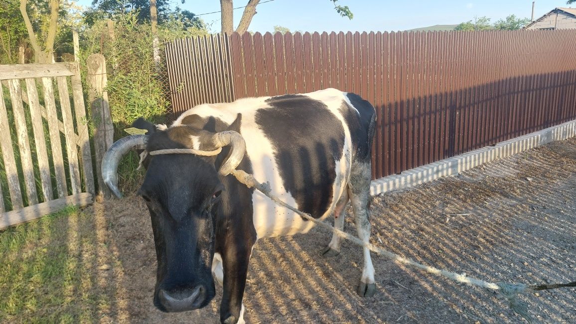 Vând vaca Baltata Românească