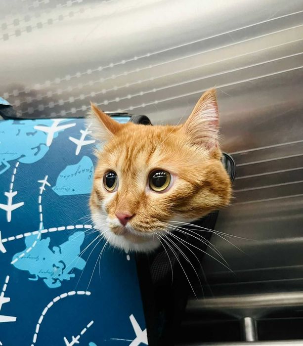 Отдам кота в хорошие руки. Все необходимое - в комплекте.