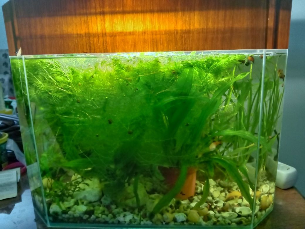 Продам аквариумное растение роголистник