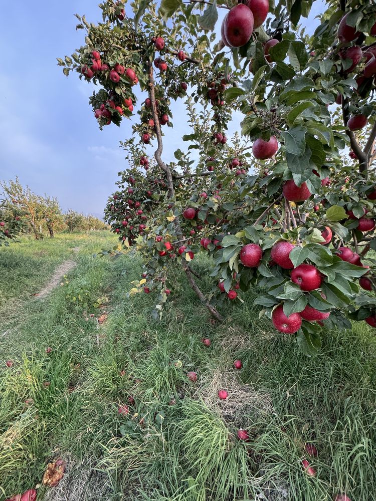 Продам Апорт яблоки.(Алматинский апорт)