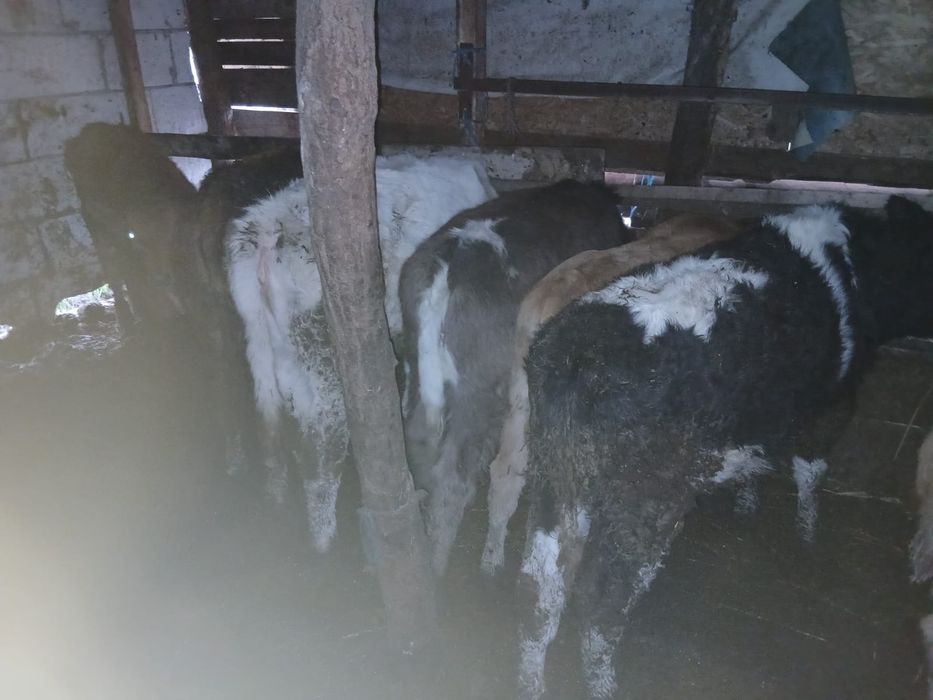 Vand 10 vitei de rasa