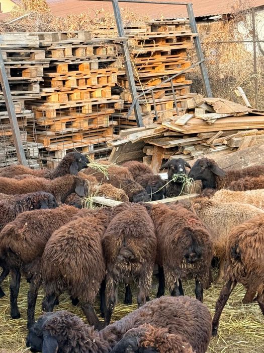 Срочно продается