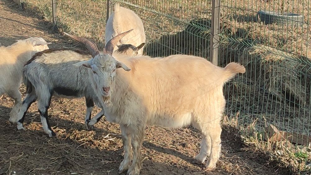 Заанинский козлик