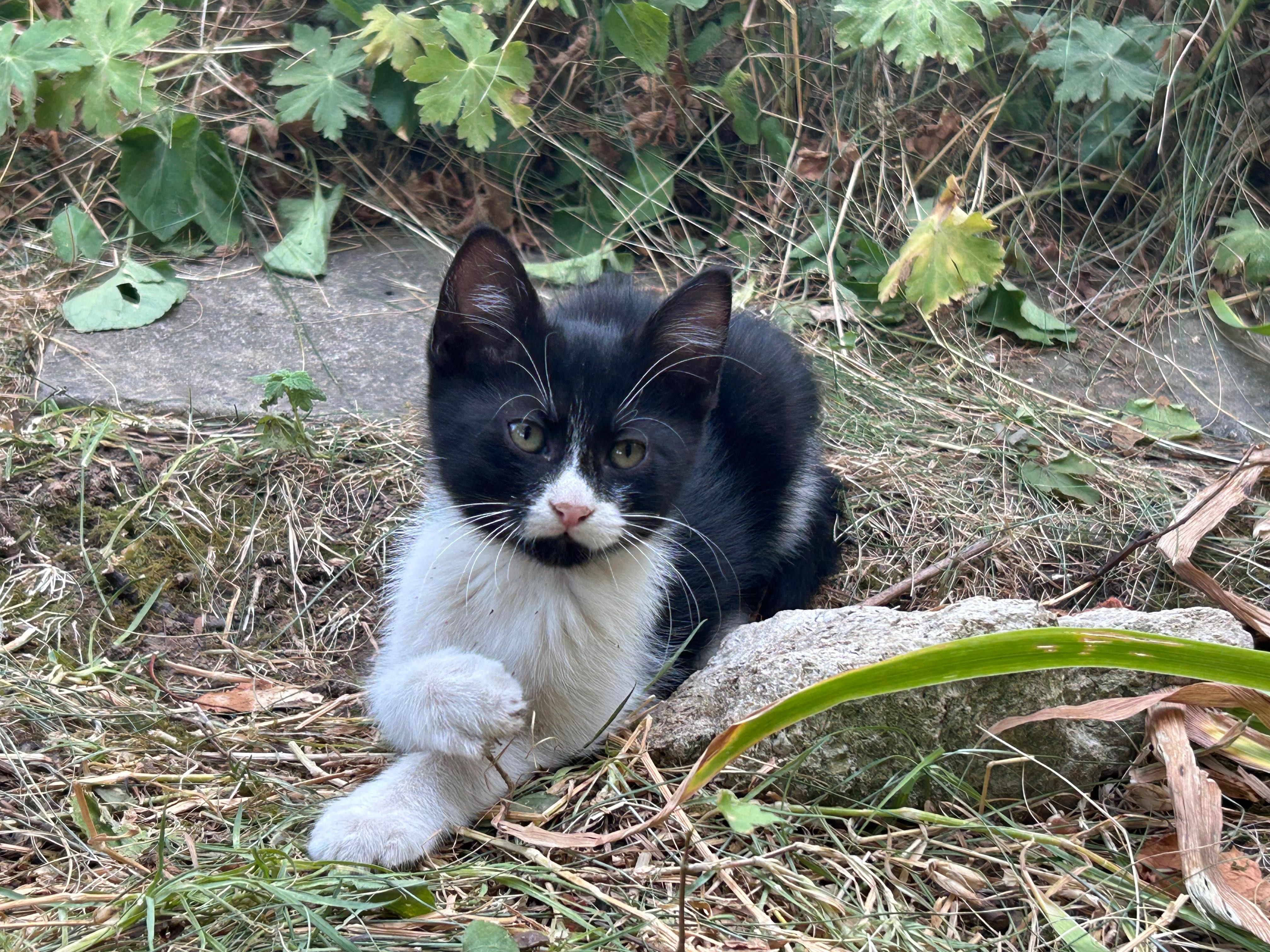 Подарявам котета.