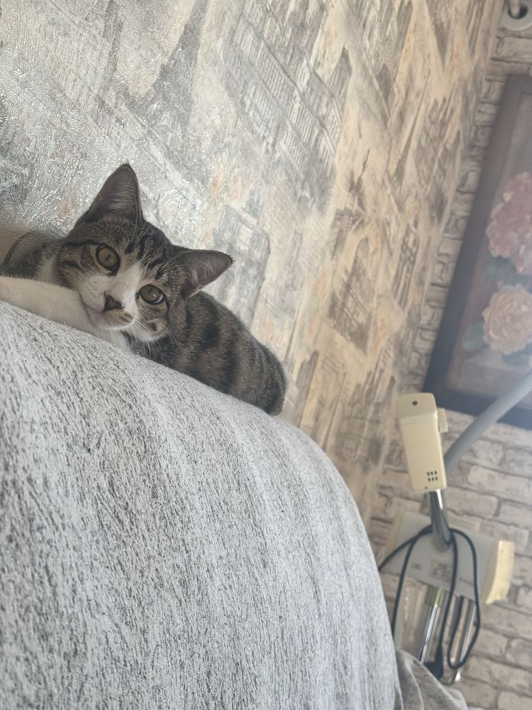 Кот Стёпка около года