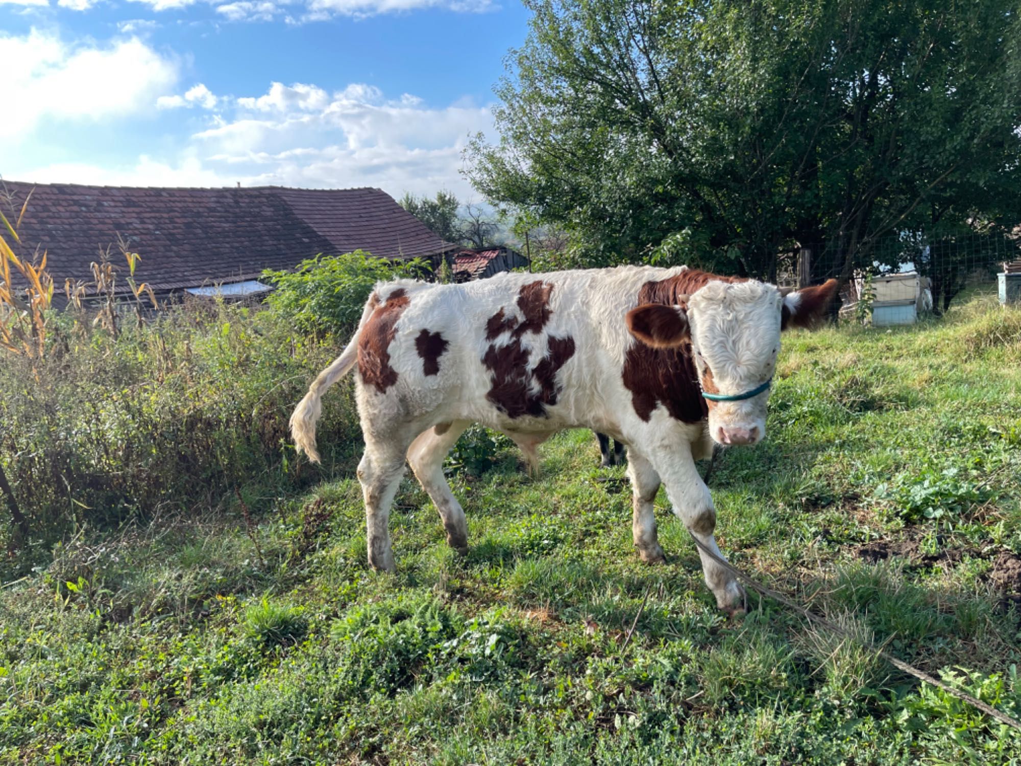 Vând taur de rasă