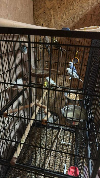 Papagali Diferite Rase