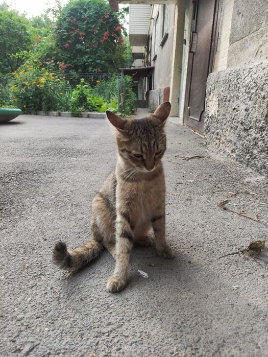 Стерилизованная кошка