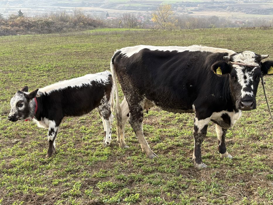 Vacă cu vitel de vânzare