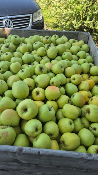 Mere polonia la cel.mai bun preț din România calitate fără concurenta