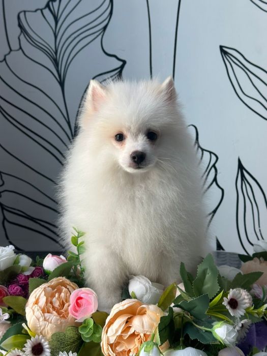 Шпиц, мальчик, 8месяцев