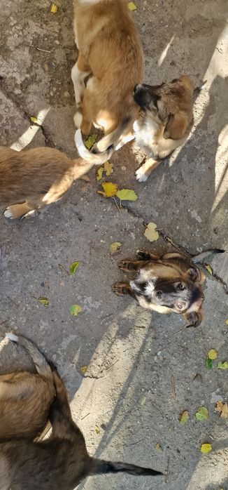 Donez catei, varsta approximativ 4 5 luni