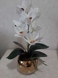 Бетакрор Суньий орхидея