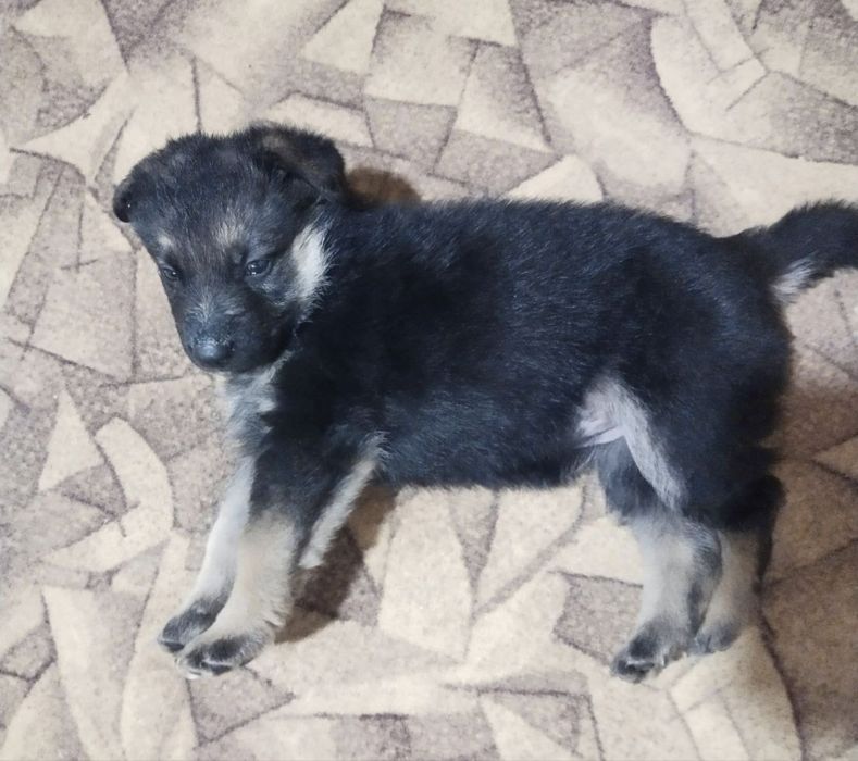 Щенки немецкой овчарки готовы к продаже