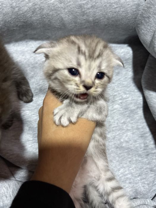 Scottish fold mushuk