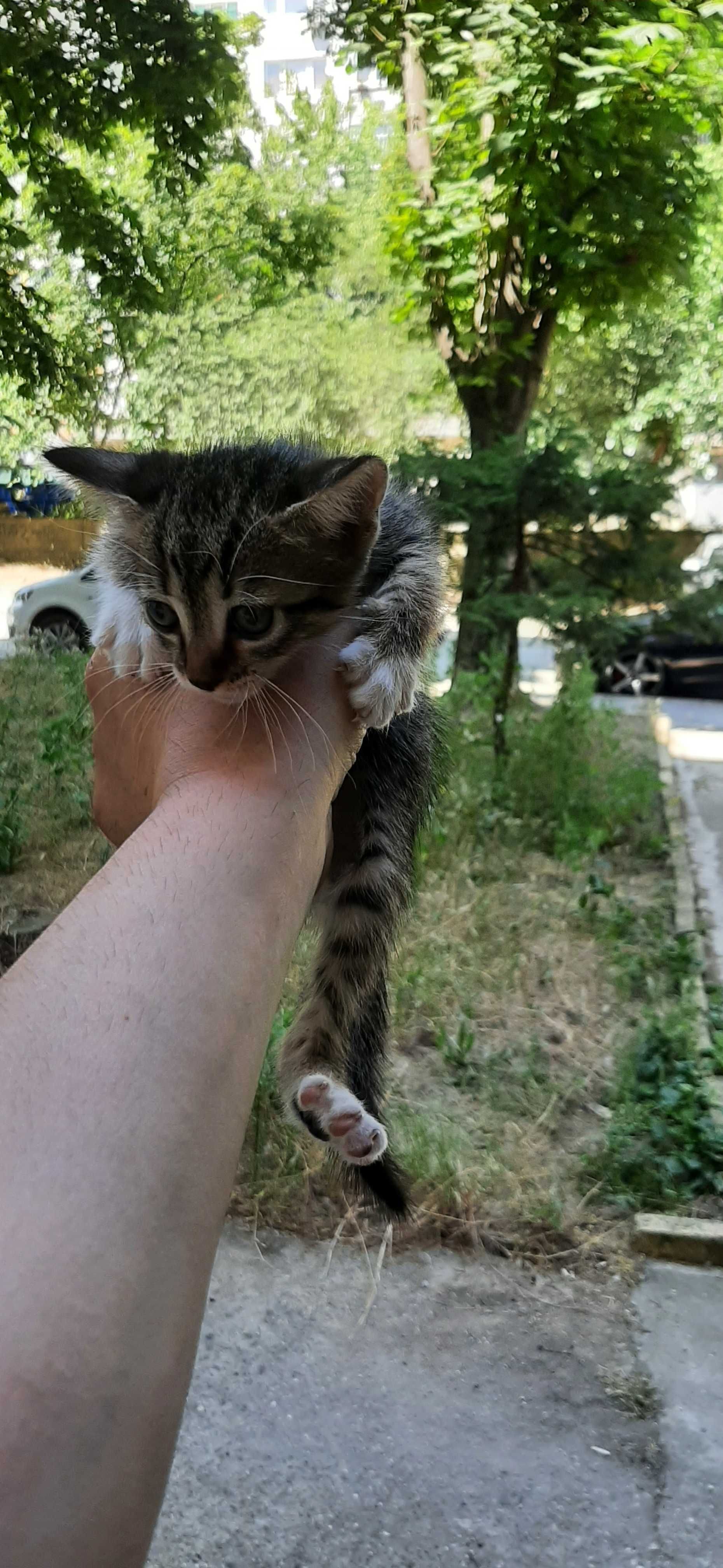 Подърявам малки котета на месец и половина.