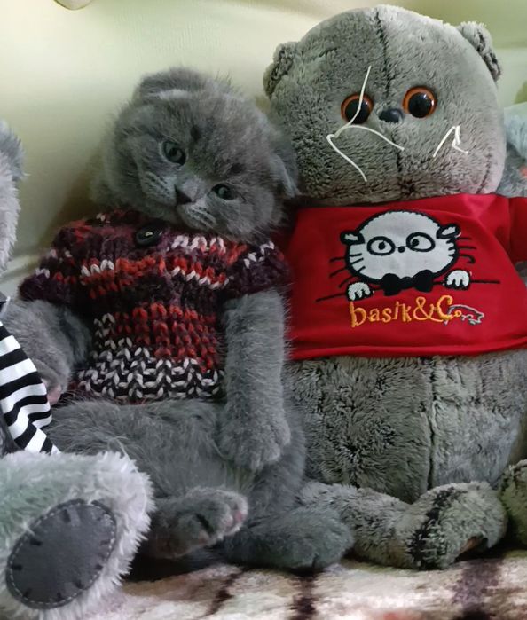 Продаются котята породы шотландский скоттиш фолд!