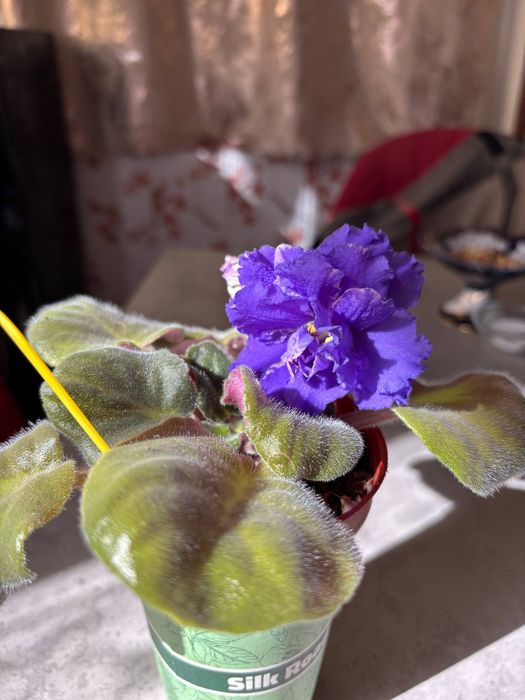 Домашние цветы  фиалки