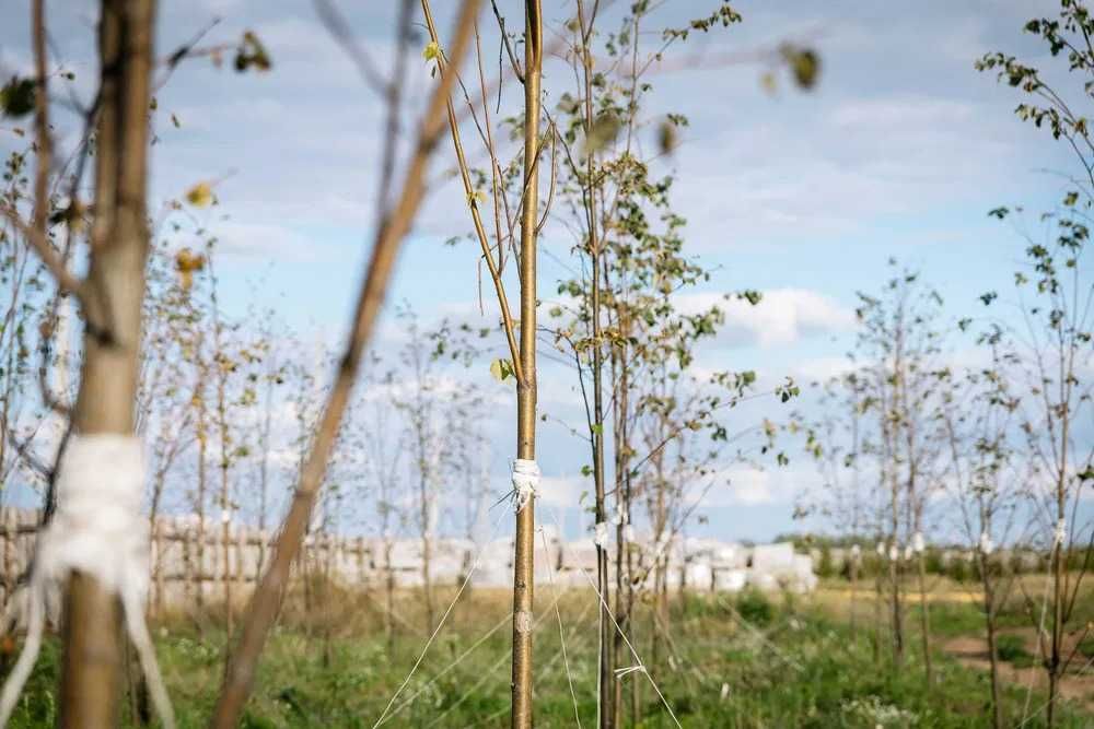 В г. Косшы продаются земельные участки по 8 соток