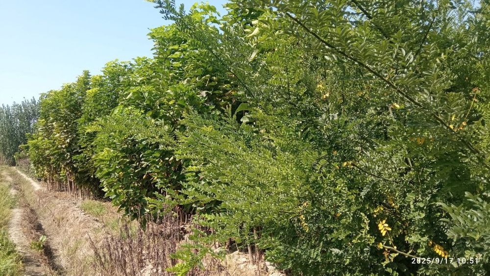 Каталпа сакура кочатлари бор ишончли