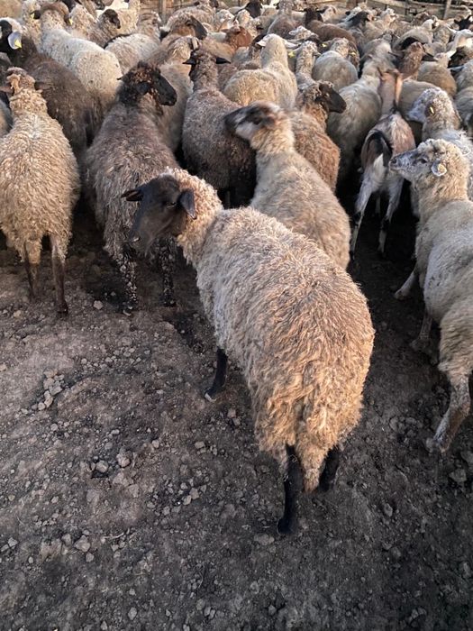 Vand mielute si berbecuti din 2025 sunt de prasila