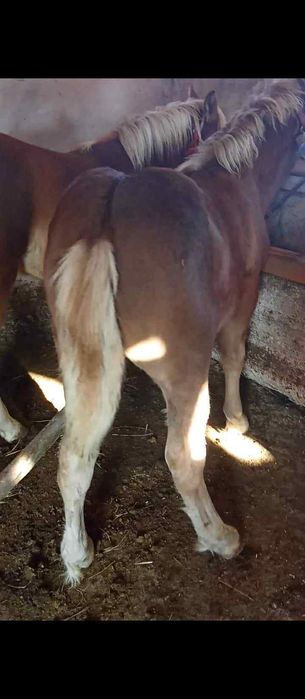 Un mânz ciocolatiu cu coamele albe