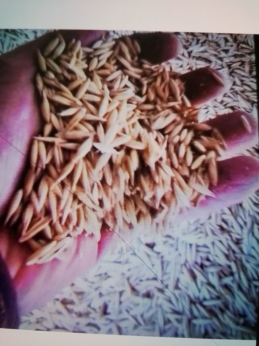 Vând ovăz, calitate bună!Lehliu jud Călărași