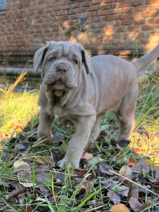 Мастино наполетано